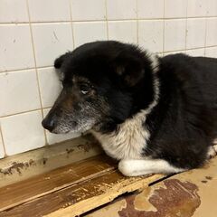 命に期限がつけられた犬の里親募集（山口県）殺処分対象❗️収容期限...