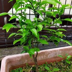 柑橘系①