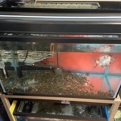 ６０㎝水槽規格熱帯魚水槽爬虫類金魚