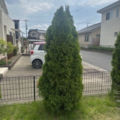 コニファー　6本　　　の画像
