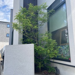 植木　（タイワントネリコ）