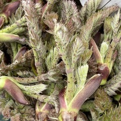 タラの芽300g