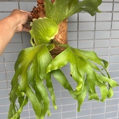 Platycerium coronarium