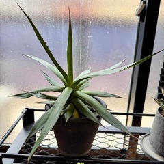 観葉植物 アガベ　ホリダ