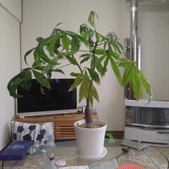 観葉植物　パキラ　中型　鉢植