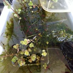 【エビ】レッドファイアーシュリンプ１０匹※水草もおまけの画像