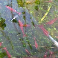 【エビ】レッドファイヤーシュリンプ１０匹※水草もおまけ