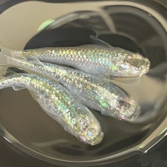 メダカ　オパール　オリジナル血統　ダルマも出現有　予約可能