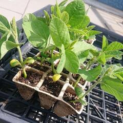 枝豆苗  最終