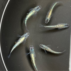メダカ❗️オベリスク❗️3ペア！