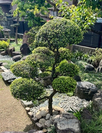 柘植仕立物約1.5メートル