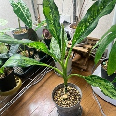観葉植物　ディフェンバキア  ドラゴンスケール