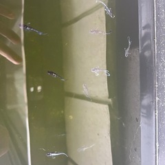 メダカ　ミッドナイトフリル ラメ　5匹