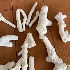 珊瑚の画像
