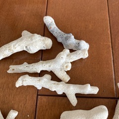 珊瑚の画像