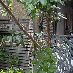 金木犀の木　鉢植え
