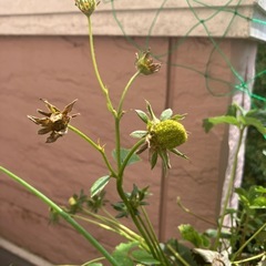 無農薬！イチゴ苗　の画像