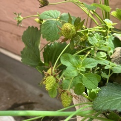 無農薬！イチゴ苗　の画像