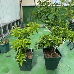 みかん　柑橘　苗木2本　