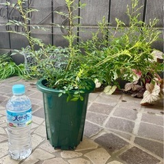 ミニバラ安曇野（５月4日現在蕾がついてます。母の日の贈り物にいか...
