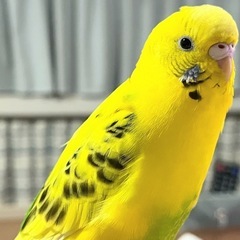 セキセイインコ♀
