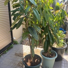 びわ2本