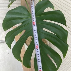 幹立モンステラ（植え替え済）の画像