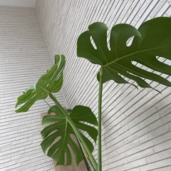 幹立モンステラ（植え替え済）の画像