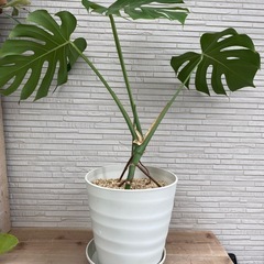 幹立モンステラ（植え替え済）