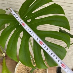 幹立モンステラ（植え替え済）の画像