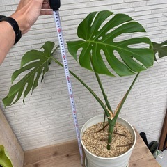 幹立モンステラ（植え替え済）の画像