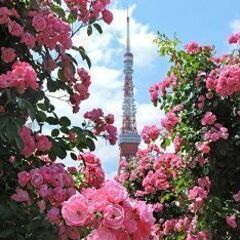 40・50代 東京散歩♪ ～1人参加～【芝公園】💖