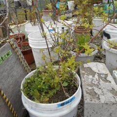 姫リンゴ　②の画像