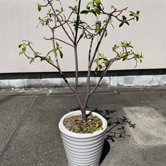 沈丁花(白)の画像