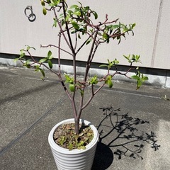 沈丁花(白)