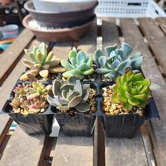 (お話し中)多肉植物　６種300