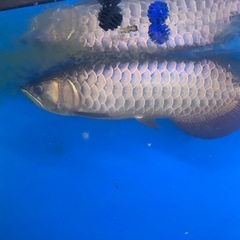 熱帯魚
