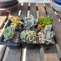 (お話し中)多肉植物６種類300