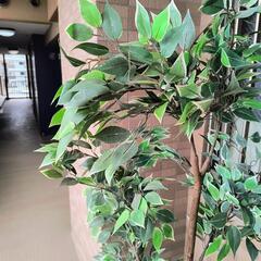 イケア　人工観葉植物　ベンジャミン　フェイクグリーンの画像