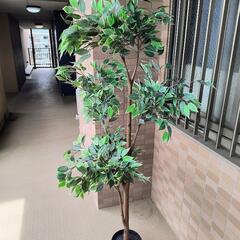 イケア　人工観葉植物　ベンジャミン　フェイクグリーンの画像