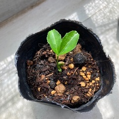 はるか　① 柑橘　みかん　苗　苗木　ガーデニング