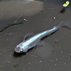ドラゴンブルーメダカ、1ペア 2匹✕1！スムーズなやり取りと取引...