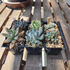 多肉植物６種類300円