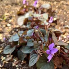 ビオラ ラブラドリカ  多年草  花  苗  値下げ❣️  🌼*...