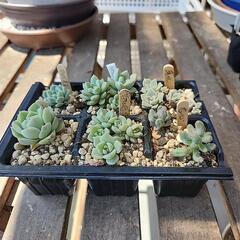 (お話し中)多肉植物６種類多頭300