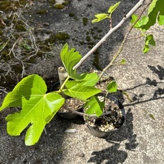 いちじく苗木