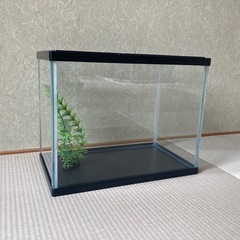 水槽　Suisaku Sサイズおまけ付き