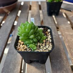 ハオルチア　ウンゴラティコラ