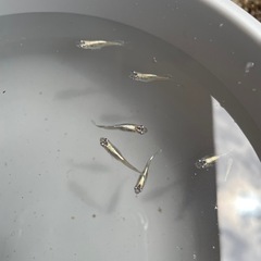 ブルードラゴン系メダカ・若魚5匹セット