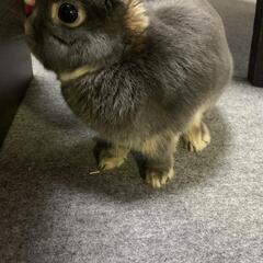 ウサギの里親募集